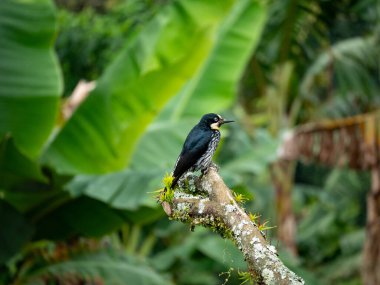 Palamut Ağaçkakanı (Melanerpes formicivorus) olarak bilinen küçük siyah kuş, yağmur ormanlarının ortasında bir dalın üzerine tünemektedir.