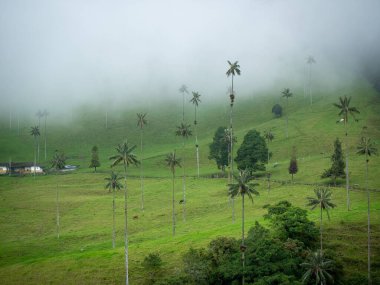 UNESCO tarafından Cocora Vadisi, Salento, Quindio, Kolombiya 'da bulunan Kültür Mirası olarak tanınan Dünyanın En Uzun Ağda Palmiyeleri (Ceroxylon quindiuense)