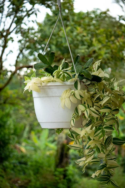 Bulutlu bir günde, Zebrina Pendula, Gümüş İnç Bitkisi ve Gezgin Yahudi (Tradescantia zebrina) olarak bilinen Asılı Bir Bitkiye Bitki
