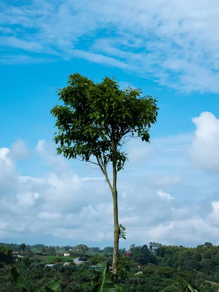 Avocado Persea Americana Tree Sunny Day Blue Sky Morning — стокове фото