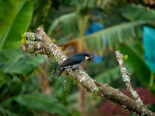 A Small Black Bird Known as The Acorn Woodpecker (Melanerpes formicivorus) is Perching on a Branch in the Middle of the Rainforest