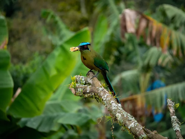 Gyönyörű Madár Ismert Motmot Vagy Momotidae Momotus Aequatorialis Eszik Banán — Stock Fotó