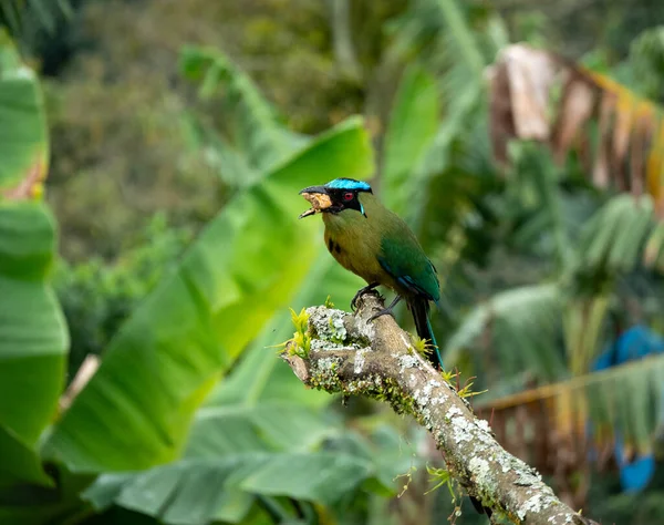 A Beautiful Bird Known as Motmot or Momotidae (Momotus aequatorialis), is Eating Banana or Holding a Piece of Banana with its Beak and Perched on a Branch