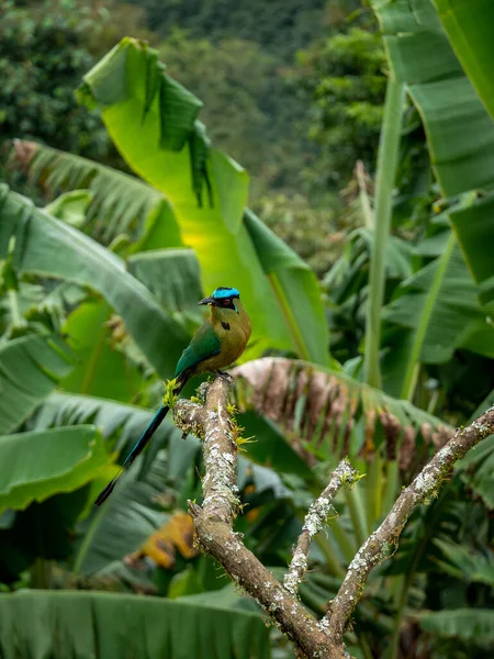 Egy Gyönyörű Madár Ismert Motmot Vagy Momotidae Momotus Aequatorialis Egy — Stock Fotó