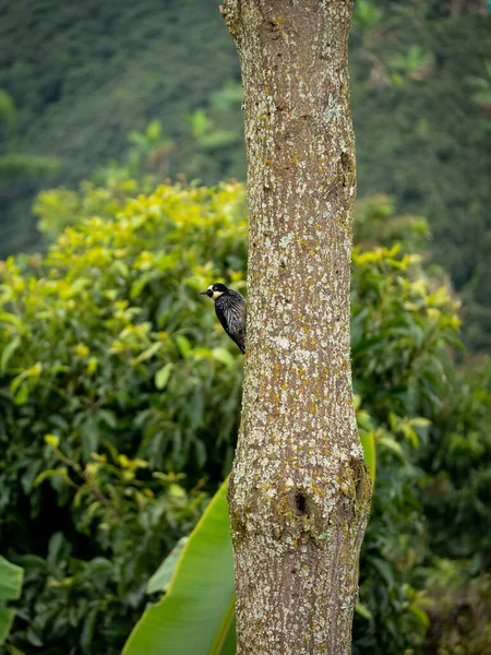 Маленькая Черная Птица Известная Желудь Вудпекер Melanerpes Formicivorus Окуни Тройке — стоковое фото