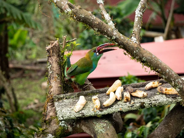 多色の羽を持つ鳥とクリムゾン ランプトウカネット Aulacorhynchus Haemopygus として知られる赤いくちばしは 木の素朴な作品でバナナを食べています — ストック写真