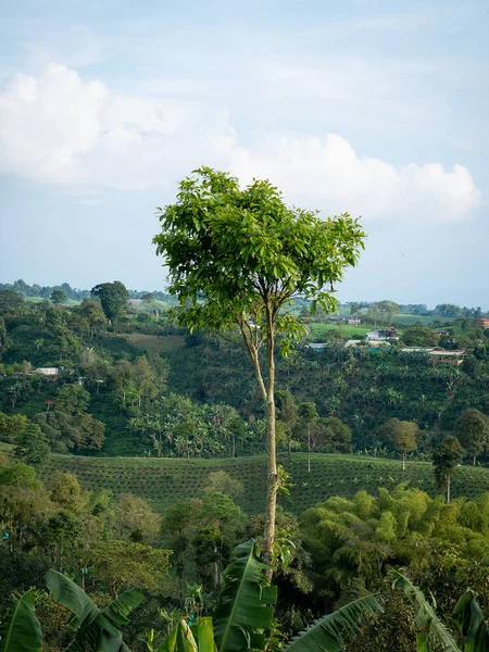 Авокадо Persea Americana Дерево Сонячний День — стокове фото