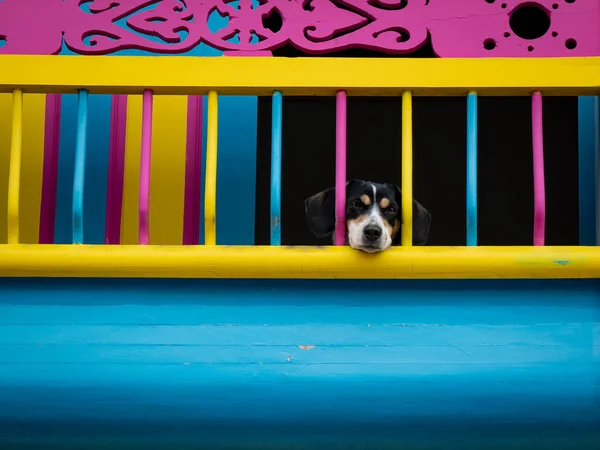 Black Dog Looking Over the Colorful Balcony