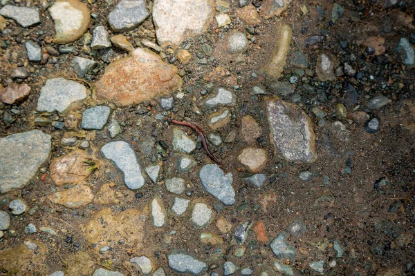 Worm Moving Small Stones Dirt Road — Stock Photo, Image