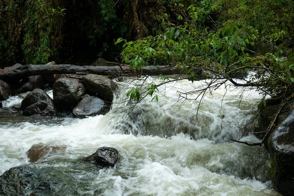 Lots Vegetation Plants Moss Rocks Waterfalls Cocora Valley Salento Quindio — Stock Photo, Image