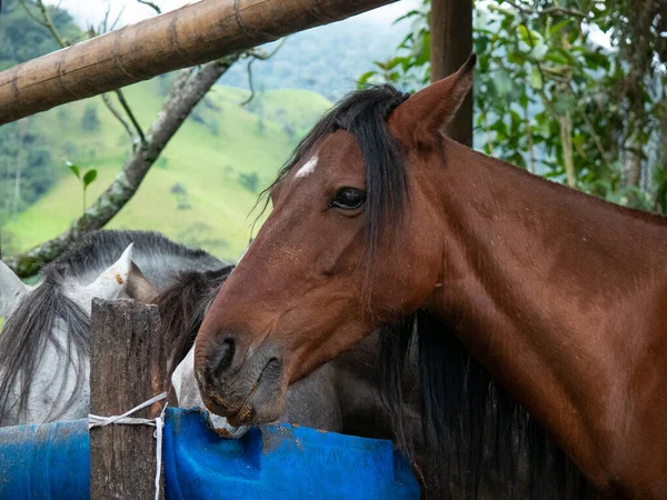 Caballo Marrón Muy Triste Encerrado Detrás Una Valla Madera Utilizado —  Fotos de Stock