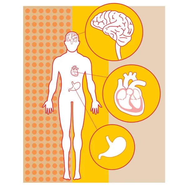 Menselijke anatomie — Stockvector