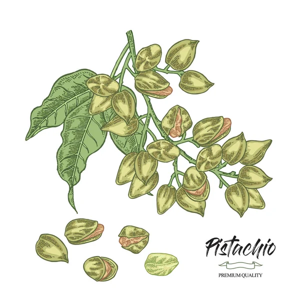 Pistachio Plant Hand Drawn Pistachio Tree Branch Leaves Nuts Vector — Stock Vector