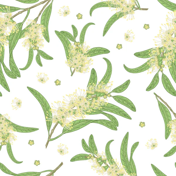 Çay ağacı pürüzsüz desen. Beyaz arka planda yapraklar ve çiçekler izole edilmiş. Melaleuca bitki eli çizilmiş. Vektör illüstrasyon klasiği.