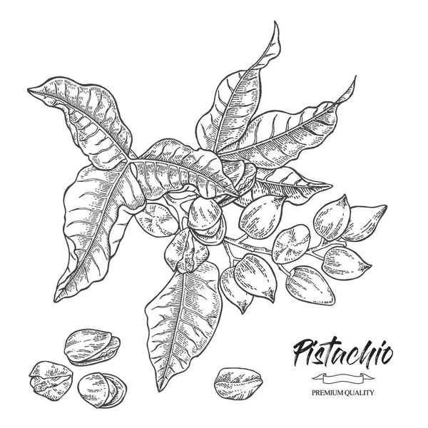 Planta Pistachio Desenhado Mão Pistache Árvore Ramo Vetor Ilustração Folhas — Vetor de Stock