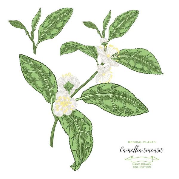 Camellia Sinensis Anläggning Gren Med Blommor Isolerad Vit Bakgrund Vektor — Stock vektor