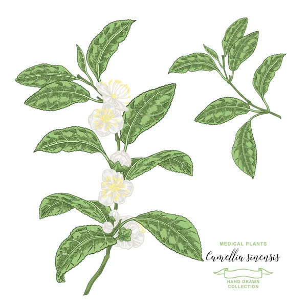 Camellia Sinensis Pflanze Teezweig Mit Blüten Und Blättern Isoliert Auf — Stockvektor