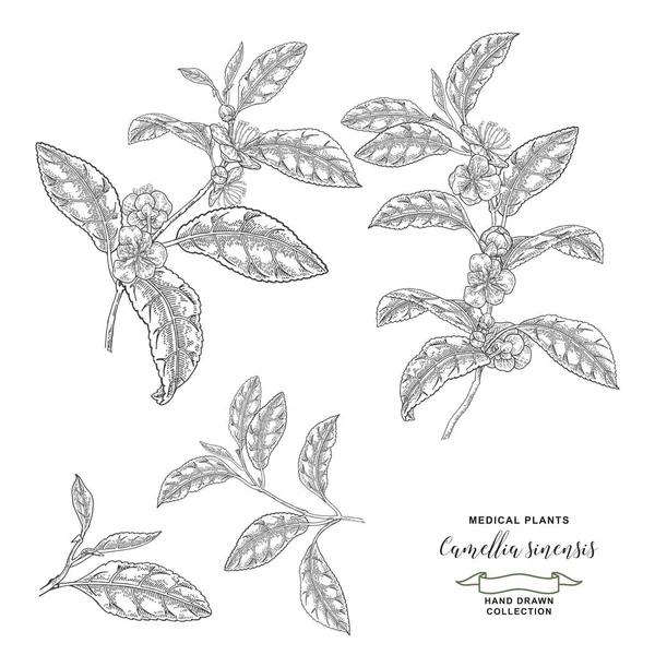 Camba Sinensis Plant Коллекция Чайных Веток Цветами Листьями Векторная Ботаническая — стоковый вектор