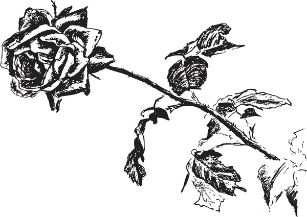 Róża — Wektor stockowy