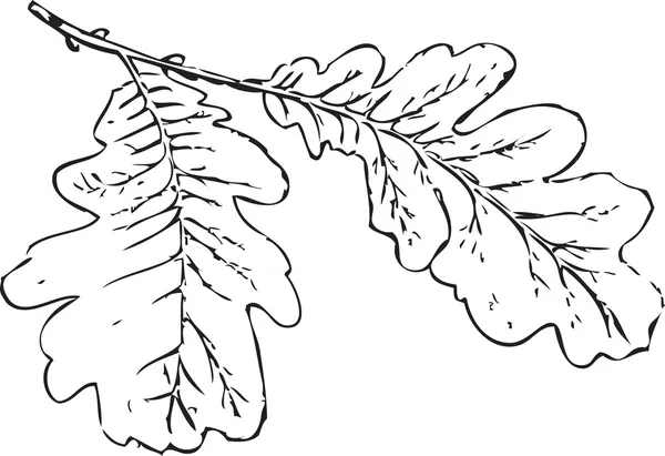 Eichenblätter — Stockvektor