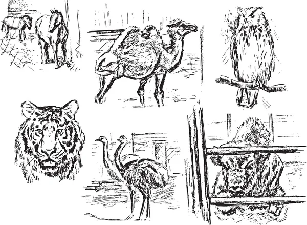 Jardín zoológico — Archivo Imágenes Vectoriales