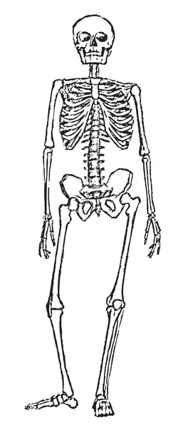 Iskelet anatomisi — Stok Vektör