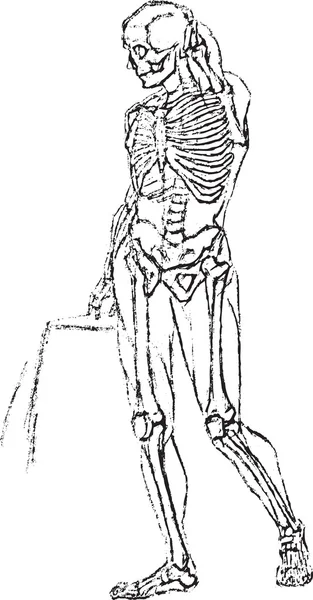 Squelette — Image vectorielle