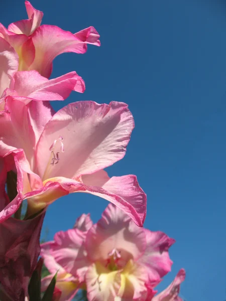 Gladiolus — Stock Photo, Image