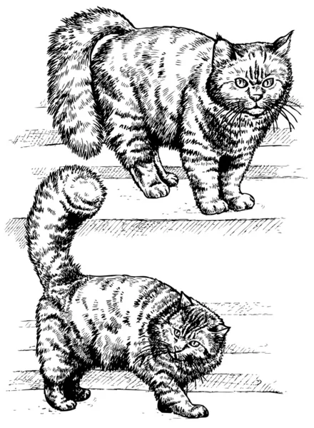 Fluffiga katten — Stock vektor
