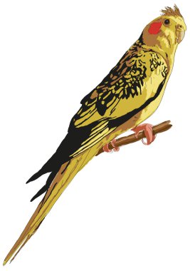 Benekli sarı cockatiel