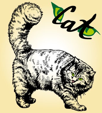 Kedi Gözü