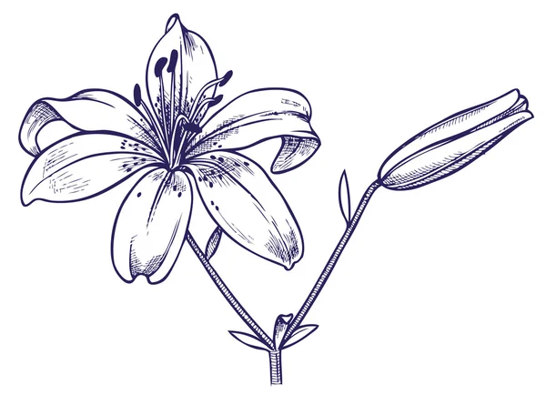 Zambak çiçeği — Stok Vektör