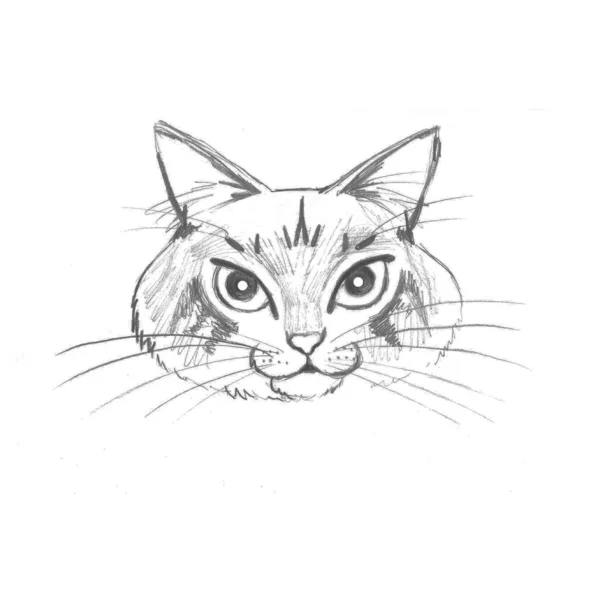 Black White Pencil Drawing Cat Muzzle White Background — Stock fotografie