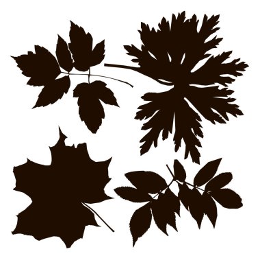 Beyaz arka planda siyah gölgeli farklı ağaçların yaprakları