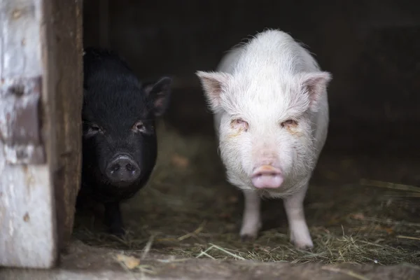 Zwei junge vietnamesische Schweine — Stockfoto