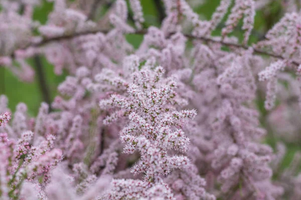 Soft blooming of Salt cedar green plant with pink flowers — Stock Photo, Image