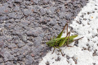 Yeşil çekirge gri asfaltın arka planında beyaz trafik ayırıcısında oturuyor