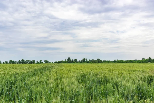 Champ de blé vert à la campagne, champ de blé rural — Photo