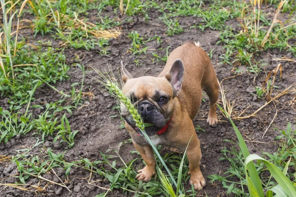 Buldogue francês bonito come grama de trigo em um jardim — Fotografia de Stock