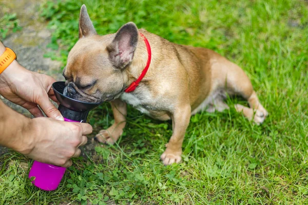 Fransız Bulldog evcil hayvan içicisinden su içiyor