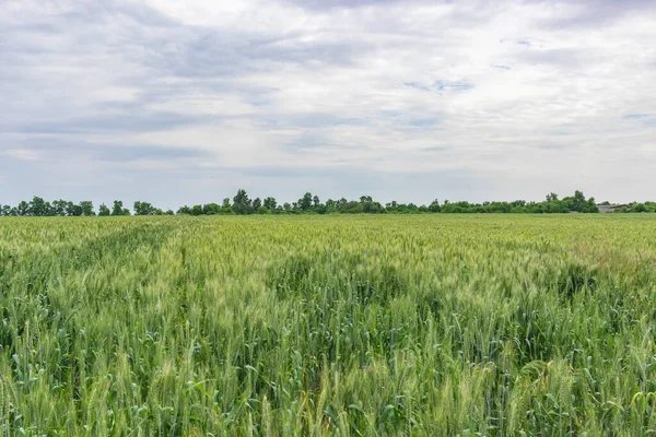 Champ de blé vert à la campagne, champ de blé rural — Photo