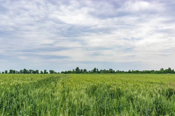 Grünes Weizenfeld auf dem Land, ländliches Weizenfeld — Stockfoto