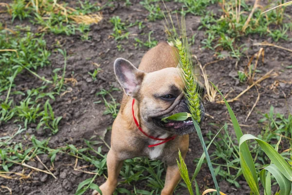 Tatlı Fransız bulldog 'u bahçede buğday yiyor. — Stok fotoğraf