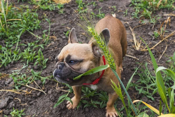 Aranyos francia bulldog eszik búza fű a kertben — Stock Fotó