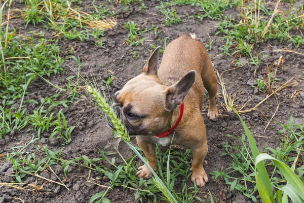 Aranyos francia bulldog eszik búza fű a kertben — Stock Fotó