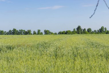 Kırsal yeşil buğday tarlası. Kırsalda buğday tarlası