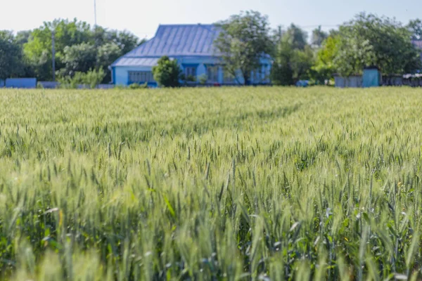 Grünes Weizenfeld im ländlichen Raum. Weizenfeld auf dem Land mit Bauernhaus im Hintergrund — Stockfoto