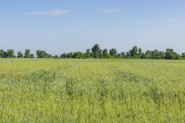 Kırsal yeşil buğday tarlası. Kırsalda buğday tarlası