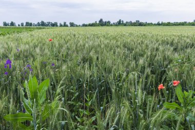 Vahşi gelincikler Papaver rhoeas ve Çatallı Larkspur Consolida regalis güneşli bir günde yaz tarlasında çiçek açıyor.