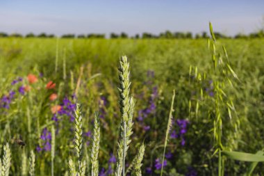 Vahşi gelincikler Papaver rhoeas ve Çatallı Larkspur Consolida regalis güneşli bir günde yaz tarlasında çiçek açıyor.